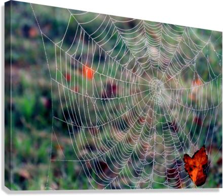 Spider web Canvas Print