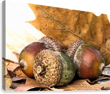 Acorns Canvas Print