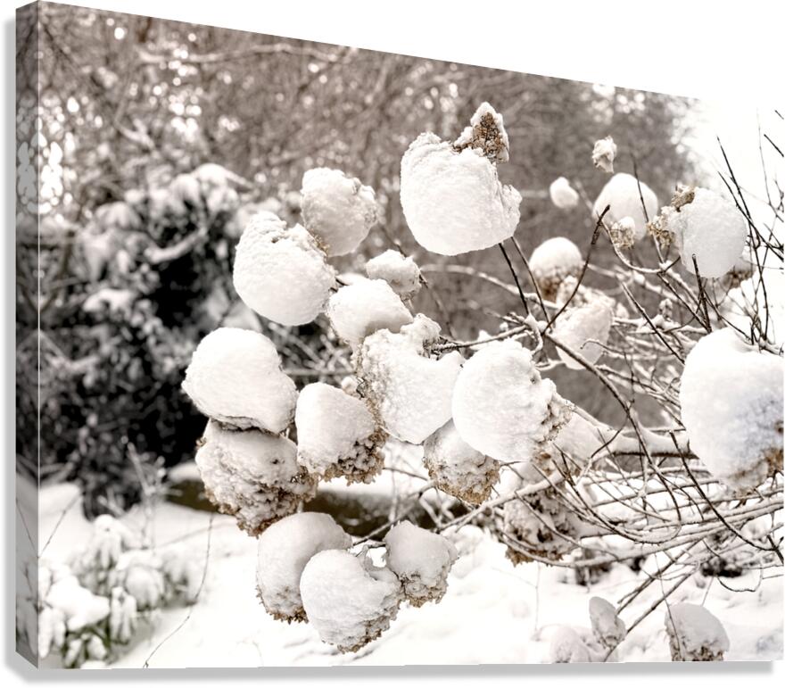 Snowcovered hydrangeas  Canvas Print