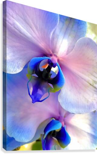 Orchids  Canvas Print