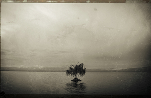  Lonely tree