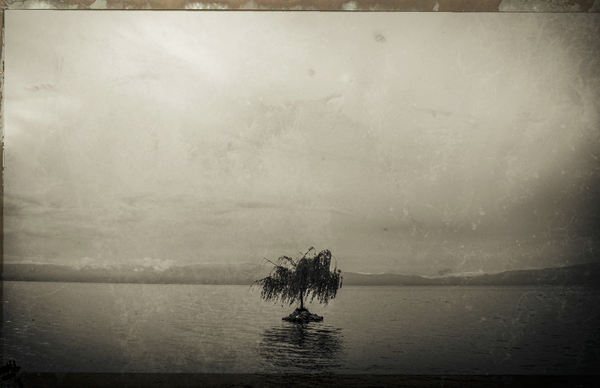 Lonely tree Print