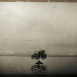 Lonely tree