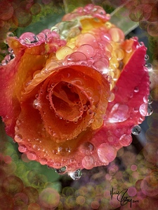 Frozen Rose