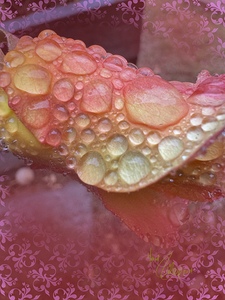 Foggy Rose