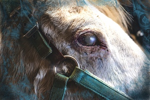 Horse Eye View
