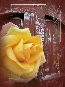 Barn Rose