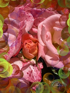 Guarded Rose