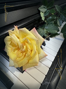 Yellow Soul