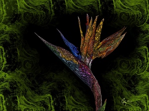 Birds of Paradise
