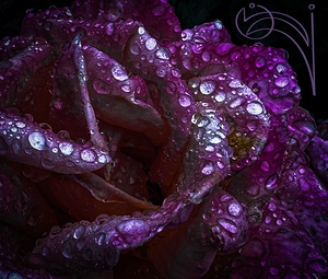 Purple Passion