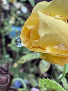 Crying Rose