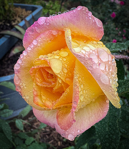 Pink Lemon