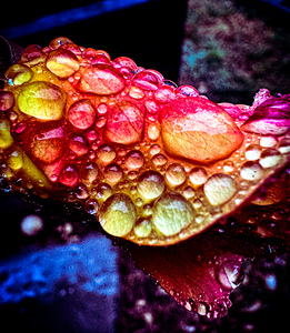 Glowing Dew Drop