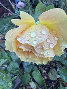 Morning Dew