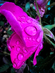 Pink Teardrop