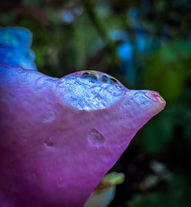 Pink Dewdrop