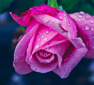 Hottest Pink
