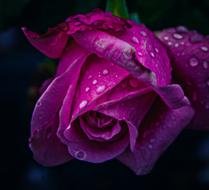 Midnight Rose