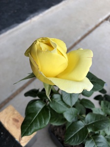 Yellow Rose