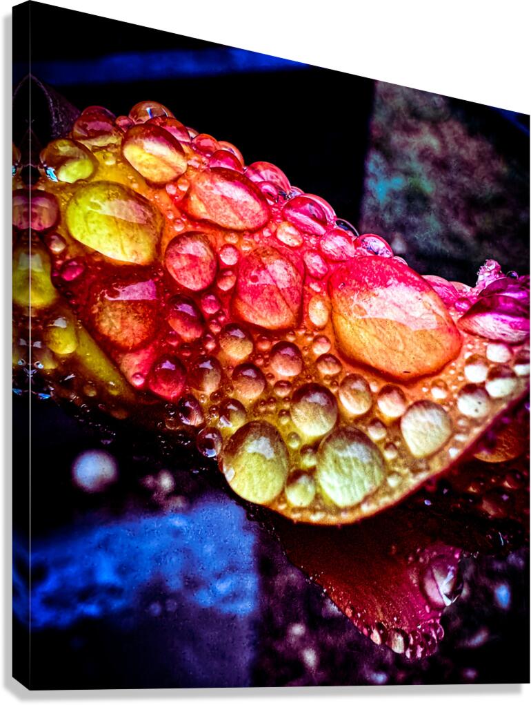 Glowing Dew Drop Canvas Print