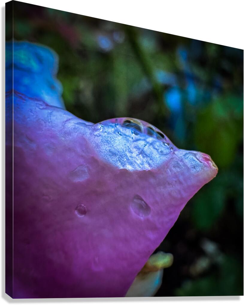 Pink Dewdrop Canvas Print