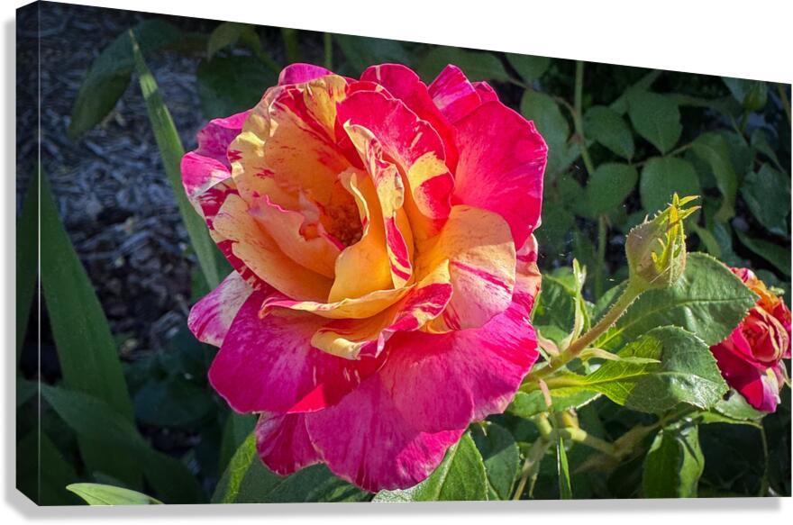 Pink Lemonade Canvas Print