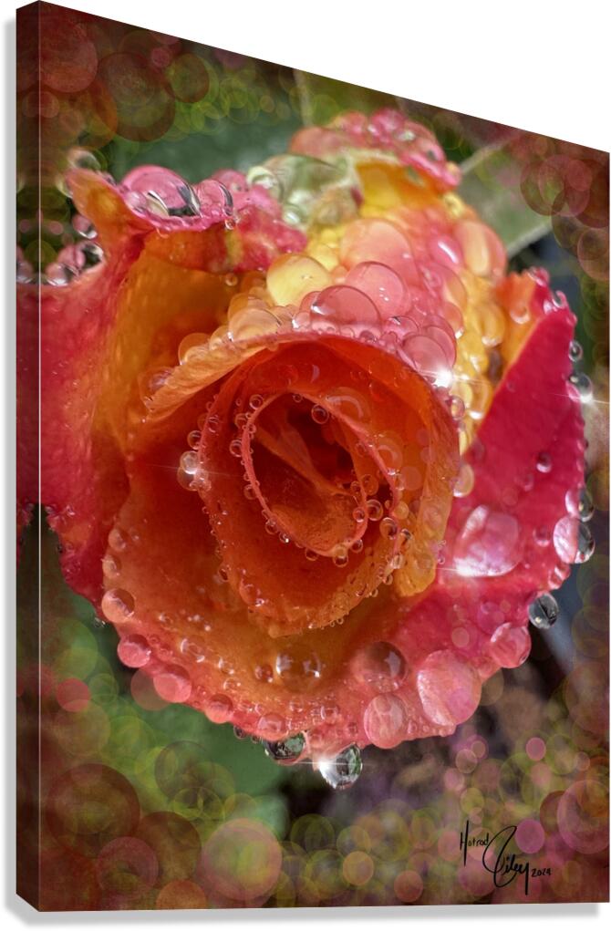 Frozen Rose Canvas Print