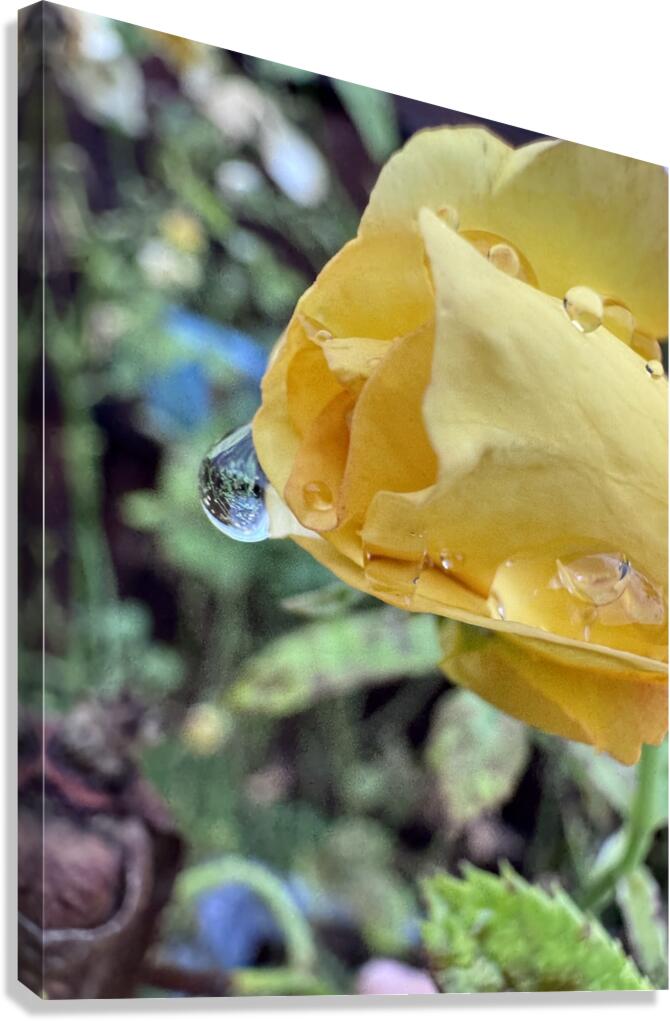 Crying Rose Canvas Print