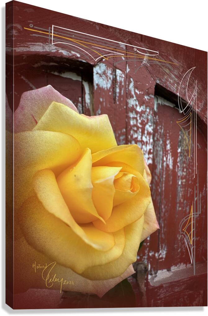Barn Rose Canvas Print