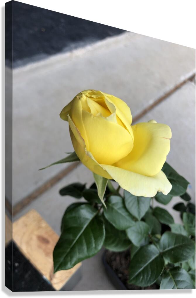 Yellow Rose Canvas Print