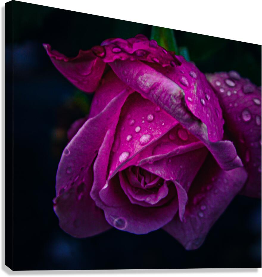 Midnight Rose Canvas Print