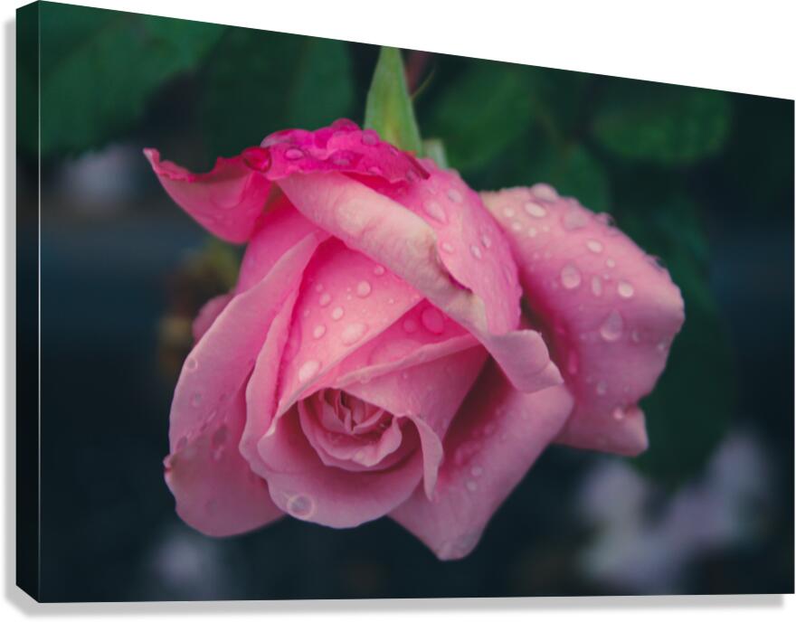 Brighter Pink Canvas Print