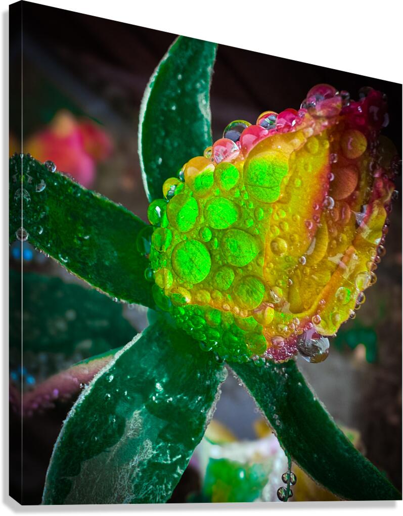 Florescent Rain Canvas Print
