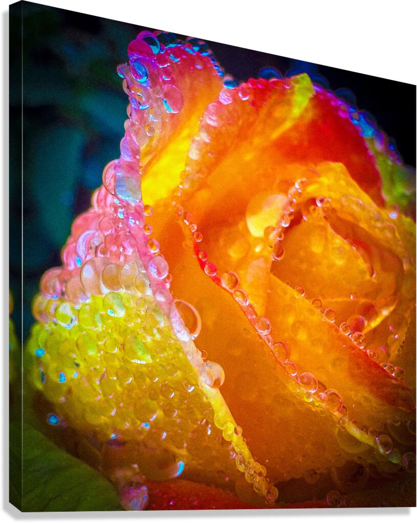 Peach Cobler Canvas Print
