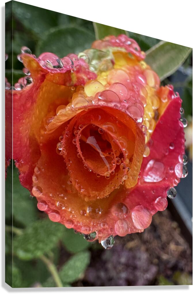 Yellow Cherry Rose Canvas Print
