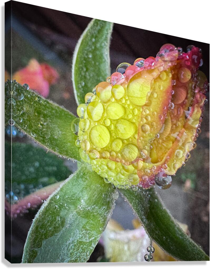Lemon Drop Rose Canvas Print