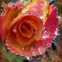 Frozen Rose