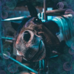 Goofy Horse