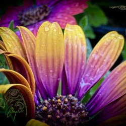 Neon Garden