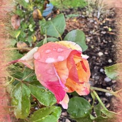Garden Rain