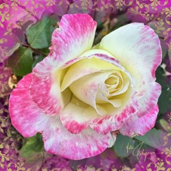Pink Vanilla