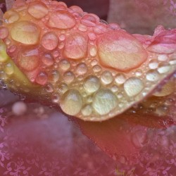 Foggy Rose