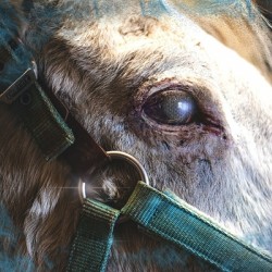 Horse Eye View