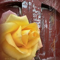 Barn Rose