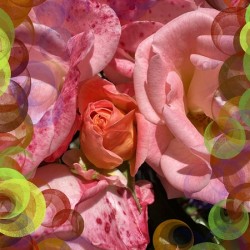Guarded Rose