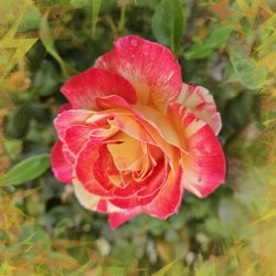 Orange Candycane