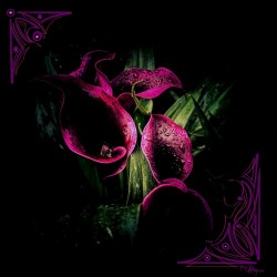 Dark Orchid