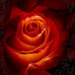 Phantom Red
