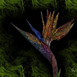 Birds of Paradise